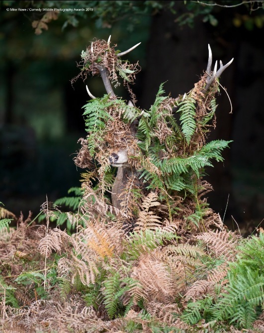 Финалисты конкурса Comedy Wildlife Photography Awards: самые забавные фотки из мира дикой природы за 2019 год 