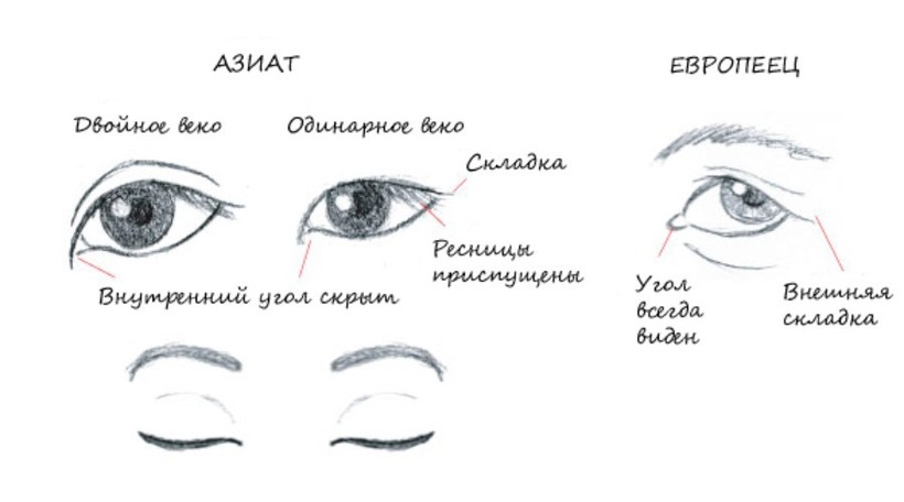 Почему у китайцев, корейцев и японцев узкие глаза жителей, жировой, самом, эпикантус, европейцев, внешний, просто, складка, такие, ветра, попадания, инородных, Всемирная, детали, строении, Правда, многие, исследователи, считают, весьма