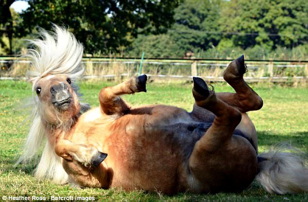 Милейшие создания на Comedy Pet Photography Awards