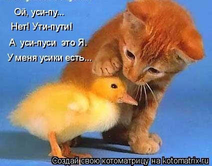 Свежая котоматрица  смешные картинки