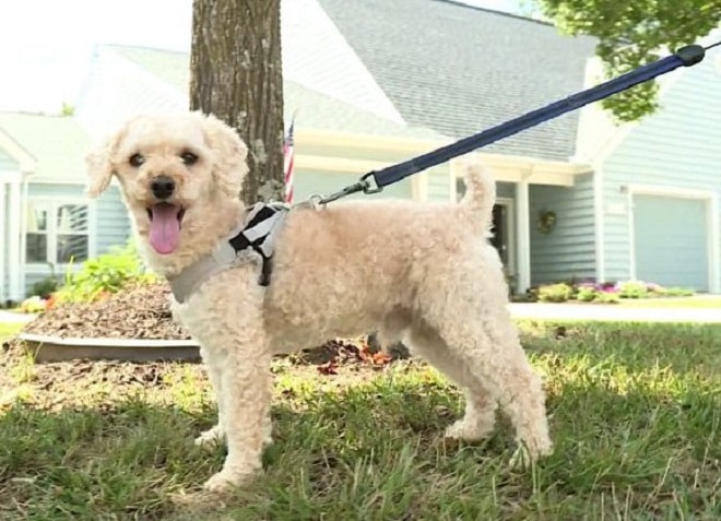 Собака на поводке