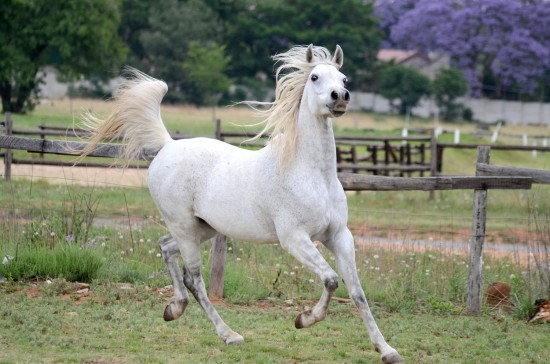 Арабская лошадь: фото, характеристика