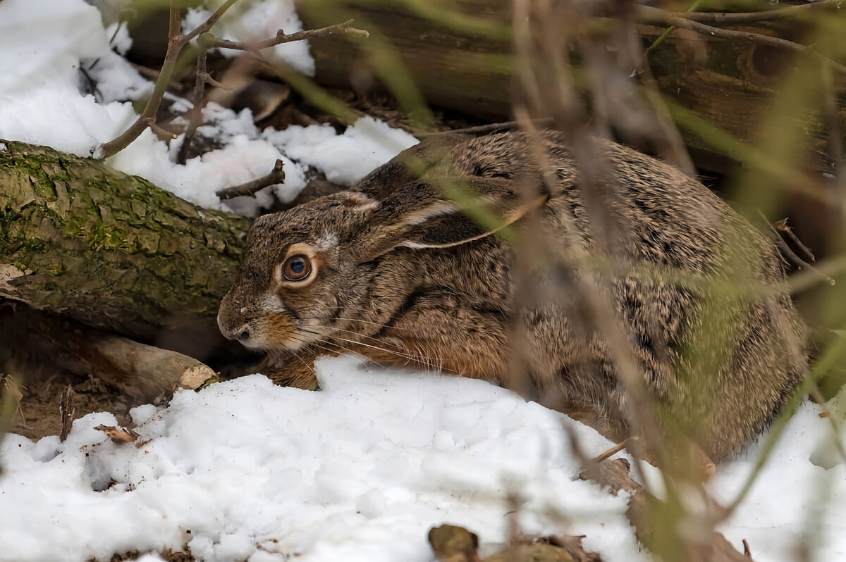 Почему зайцу трудно жить зимой: 10 особенностей из жизни лесного бегуна