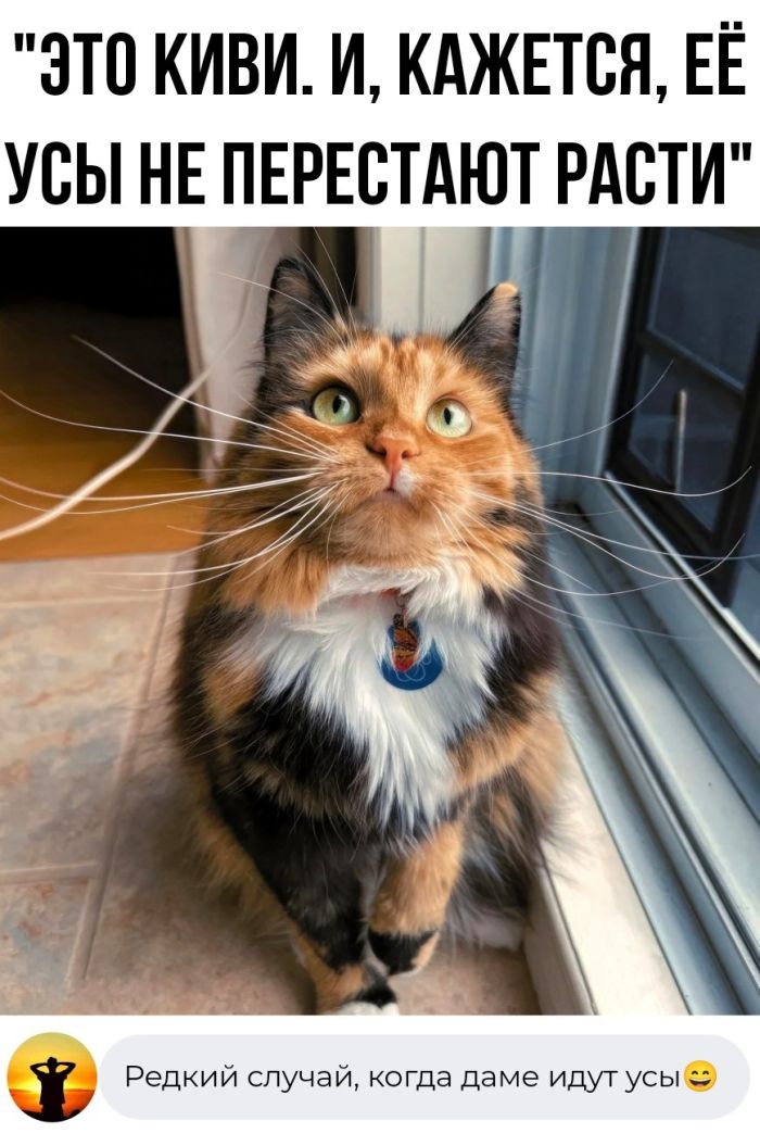 Комментарии с перчинкой — приправляют пост, как острый соус 