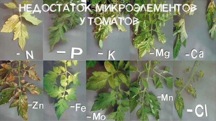 недостаток микроэлементов