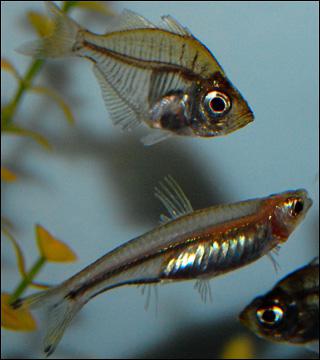 Окунь стеклянный — аквариумная рыбка