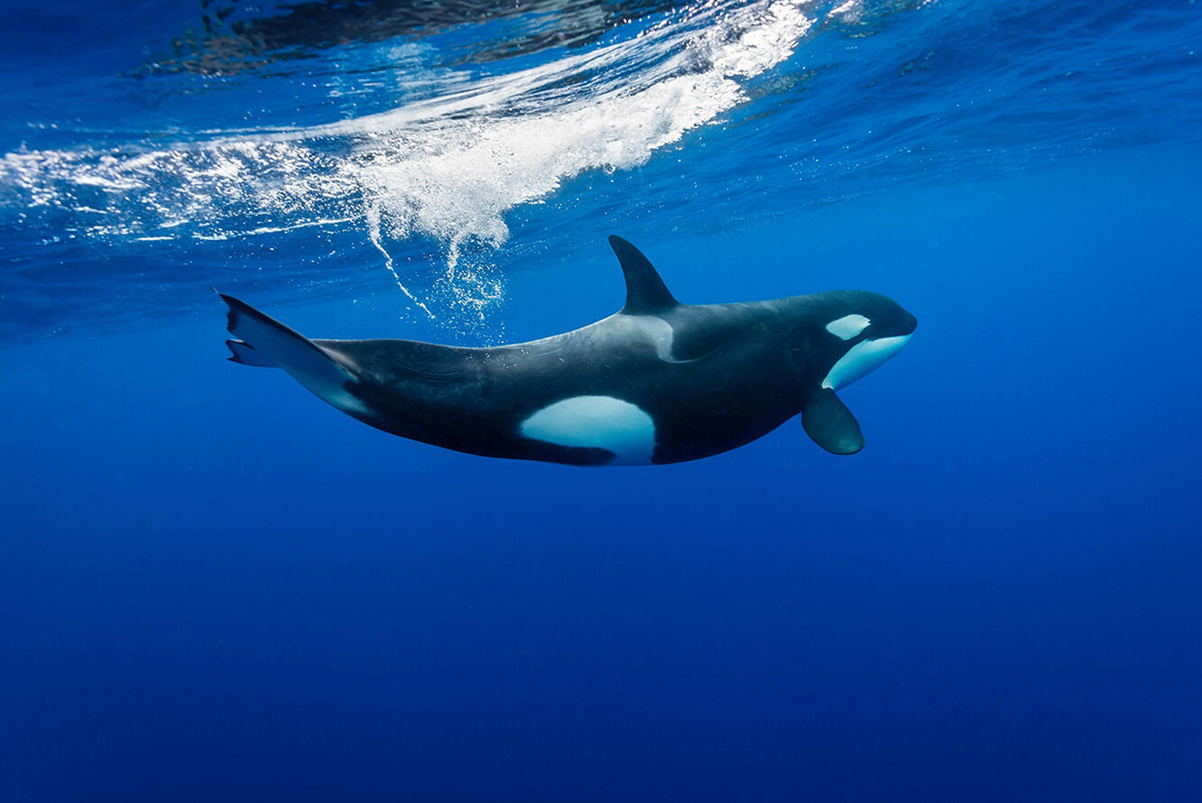 Orcinus Orca коса́тка Orca Killer Whale