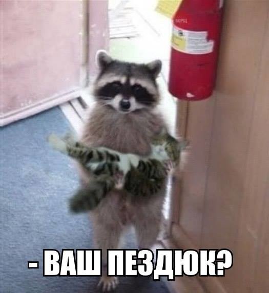 Еноты и не только.. Фото-приколы! Смешные прикольные картинки, фото приколы