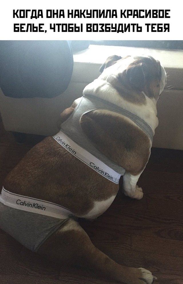 Подборка смешных картинок Подборка смешных картинок приколы,смешные картинки,юмор