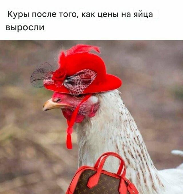 Прикольные мемы: «Устроился удалёнщиком…» 