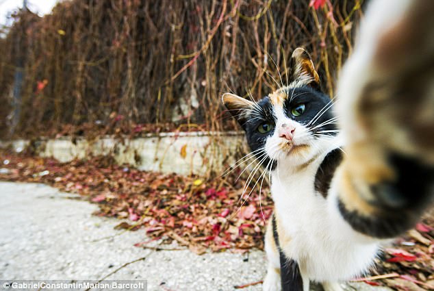 Милейшие создания на Comedy Pet Photography Awards