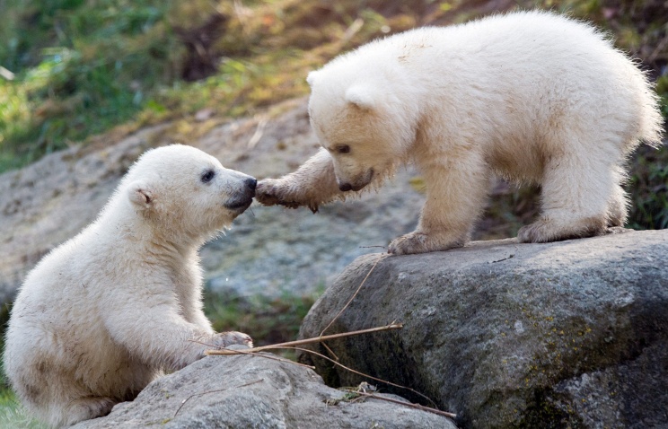 Собаки спасли медвежонка белый медведь, полярники, собаки