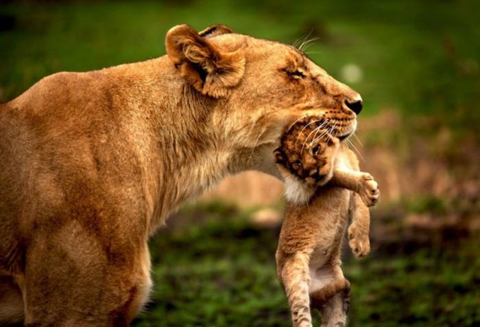 Материнская забота  красивые фотографии,фото приколы