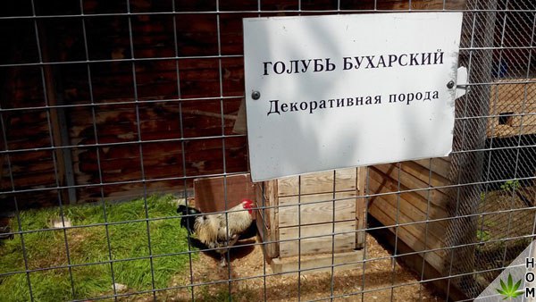 Подборка замечательных фото и смешных картинок (12 фото)