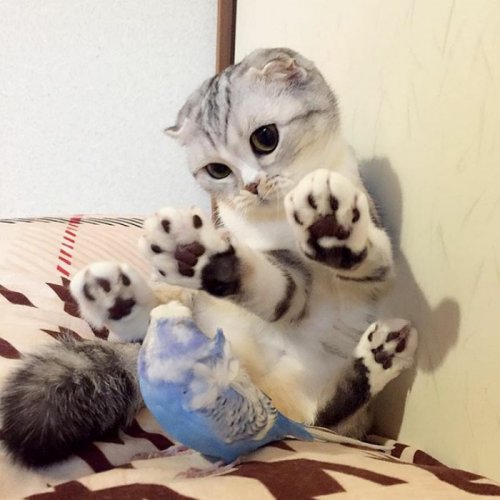 Кошка Хана с большими глазами, взявшая Instagram штурмом (24 фото) Кошка Хана с большими глазами, взявшая Instagram штурмом (24 фото)
