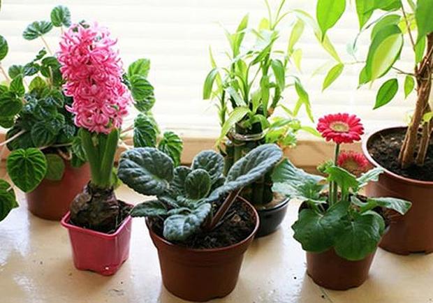 Как избавиться от мошек которые от цветов Как избавиться от мошек которые от цветов