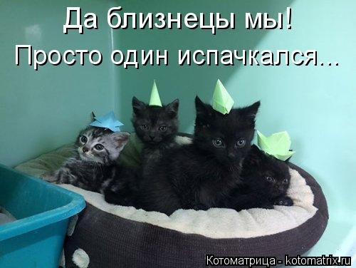 Свежая котоматрица для всех  смешные картинки