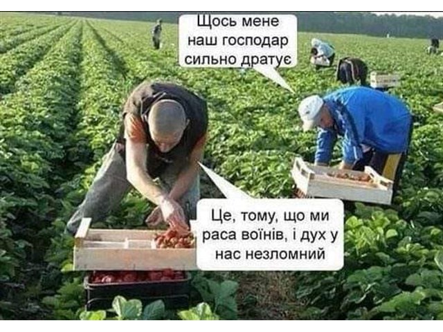 Четыре вывода украинского неонацистского концлагеря украина