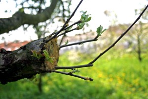 Apple_tree_grafting_3