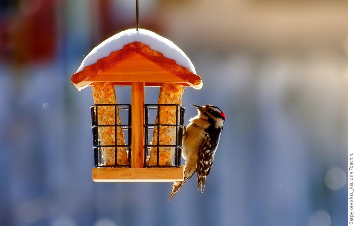 20 отличных идей птичьих кормушек вдохновляемся,для дома и дачи