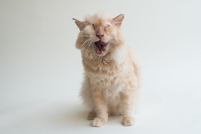 Кот, облитый кислотой, вытянул счастливый билет Счастливый конец, животные, кошки, спасение