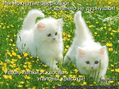 Детская котоматрица (17 шт)