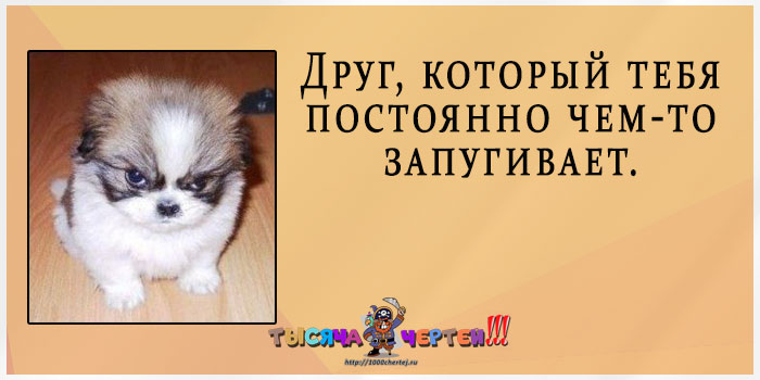 Прикольная классификация друзей по 20 типам. Демонстрируют животные Прикольная классификация друзей по 20 типам. Демонстрируют животные