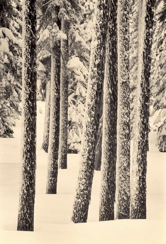 Портреты деревьев Портреты деревьев