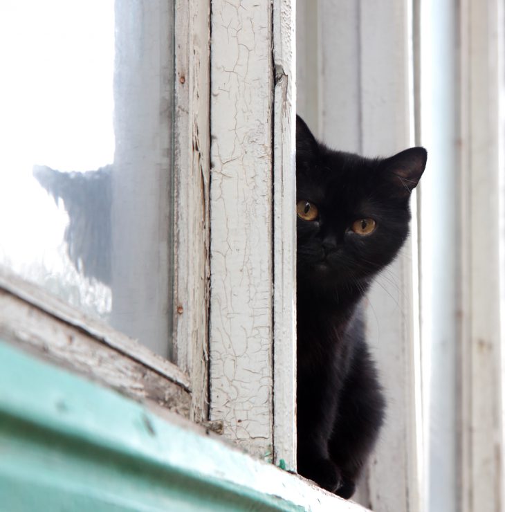 Вышел на балкон и заметил в окне напротив большого чёрного кота…