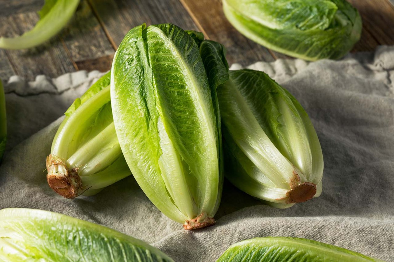 Сезон сочного салата: виды и применение в кулинарии вкусные новости,зелень,салат