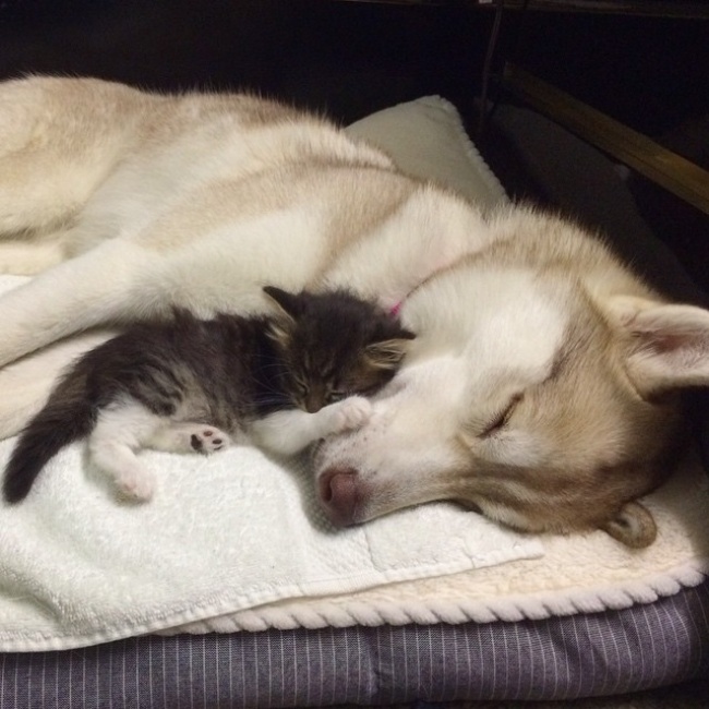 https://files2.adme.ru/files/news/part_98/985160/18436760-R3L8T8D-650-husky-dog-mother-rescues-kitten-lilo-rosie-4.jpg