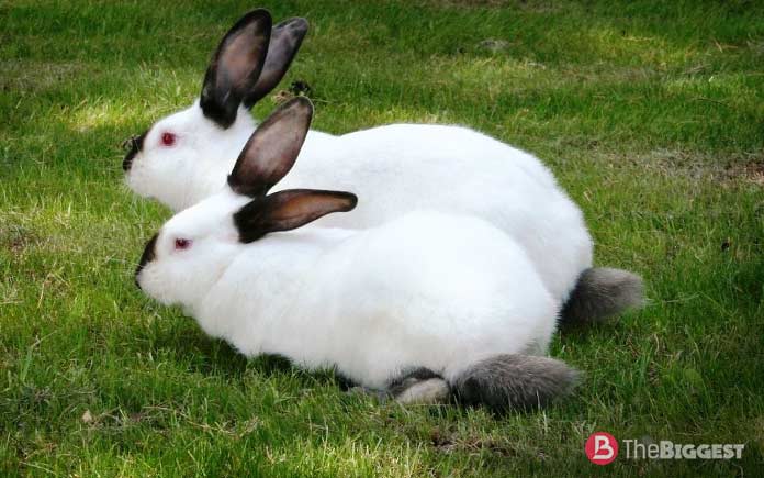 Крупные породы кроликов: Калифорнийский