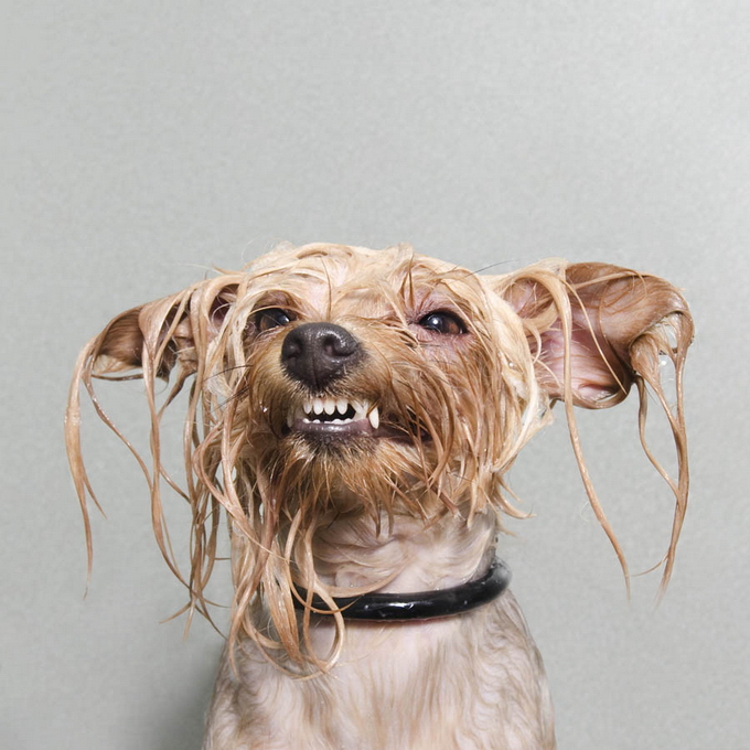 Собачьи эмоции
при купании:
от возмущения 
до наслаждения