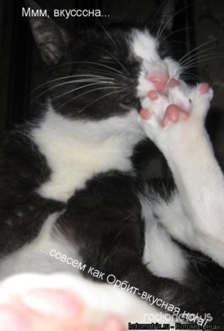 24 картинки развлекательного характера со зверьем 