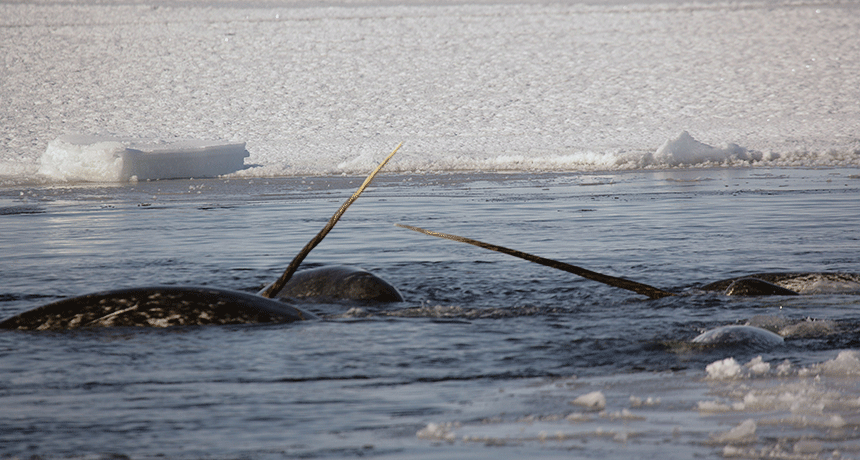narwhals