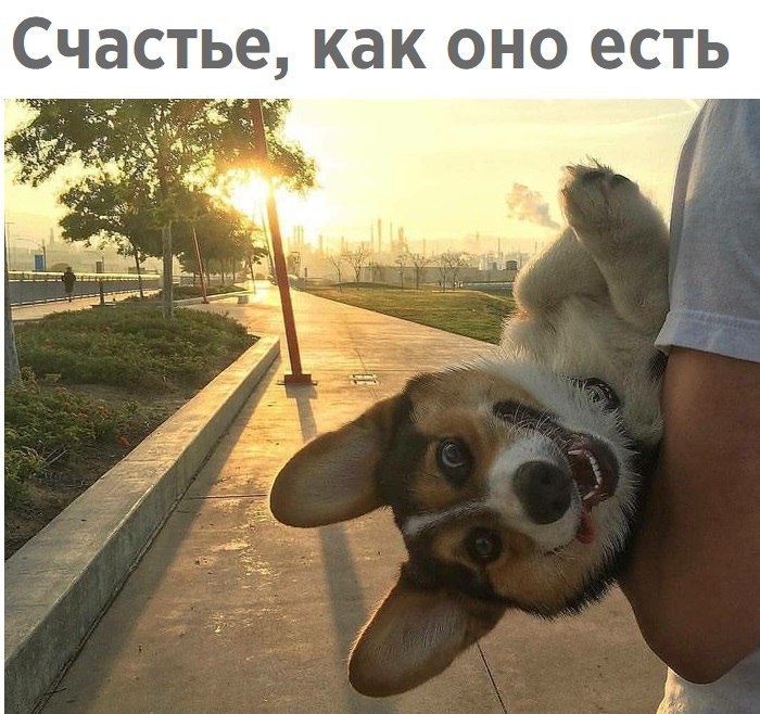 Подборка веселых фотографий и забавных картинок с надписями