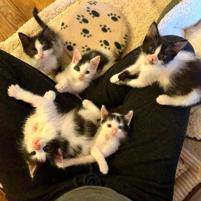 Без кота и жизнь не та