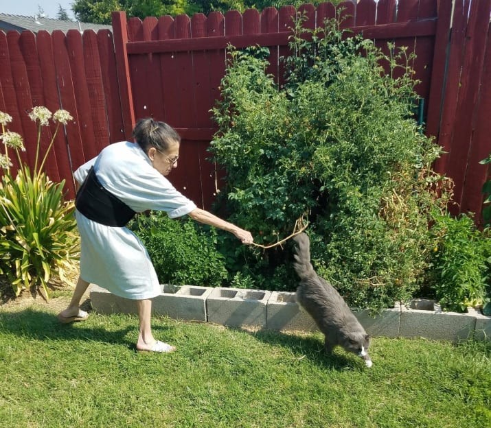 Это как - нельзя в кусты? Котик сам знает, куда ему можно, а куда - нельзя! животные, кошки, смешно, фото