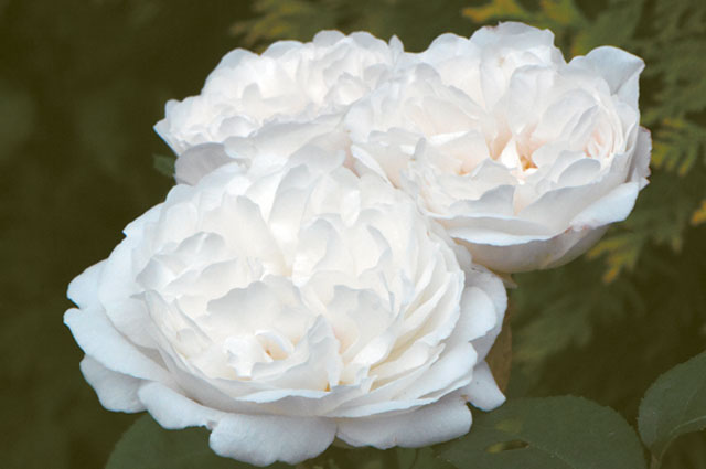 ‘Glamis Castle’.