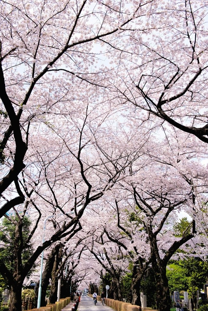 Цветение сакуры в Японии на фото момент, Сакура, чудесный, лепестков, нежных, распускающихся, Тысячи, стареет, никогда, великолепие, красота, каждый, цветет, чтобы, пропустить, тесно, сакура, распускается, данный, отслеживает