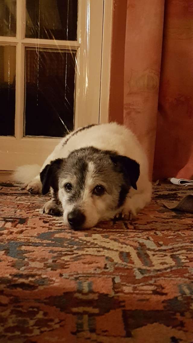 Хозяин отнес пса к соседу и исчез… Брошенный 14-летний песик остался с разбитым сердцем истории из жизни