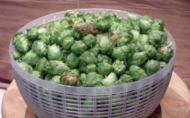 Простое растение избавило меня от мучения!