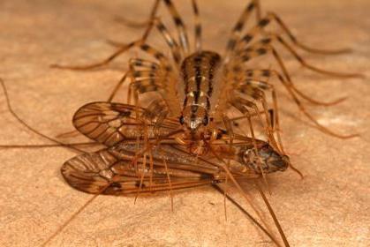 Мухоловка – насекомое, которое уничтожает мух и тараканов
