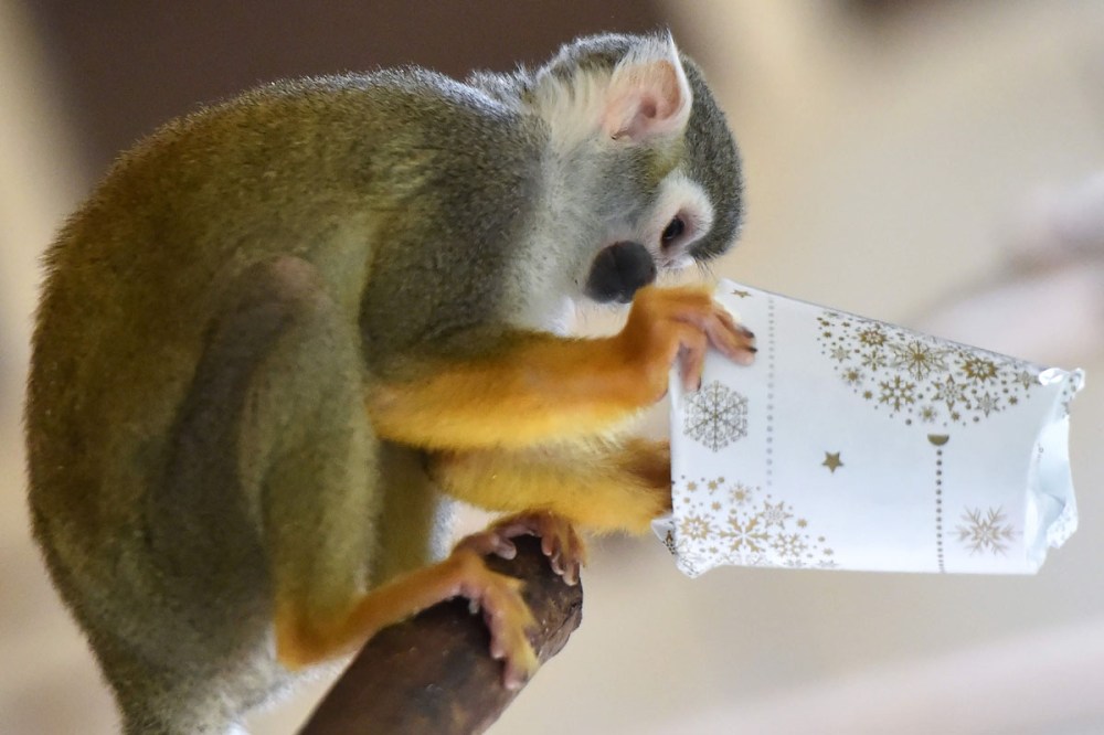 A squirrel monkey tries to open a wrapped package filled with food as a Christmas gift at the zoo of La Fleche, western France, on December 23, 2016.  / AFP PHOTO / JEAN-FRANCOIS MONIERJEAN-FRANCOIS MONIER/AFP/Getty Images ** OUTS - ELSENT, FPG, CM - OUTS * NM, PH, VA if sourced by CT, LA or MoD **