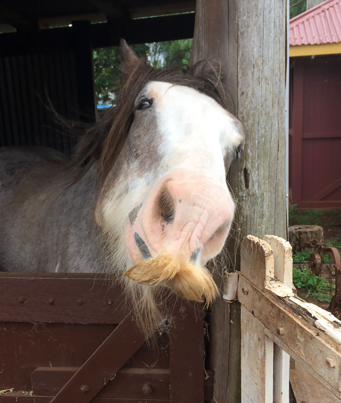 Today We Met A Horse With A Killer 'stache