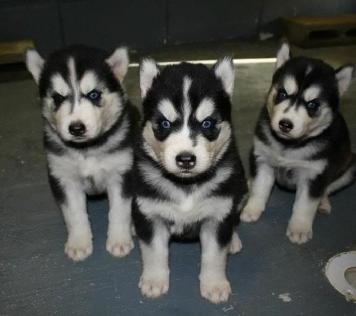 Norwegian Black Metal Puppies