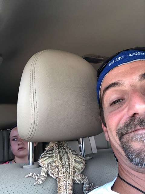 ящерица в машине