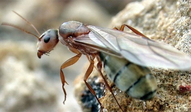 Впечатляющие причины, делающие муравьёв удивительными существами