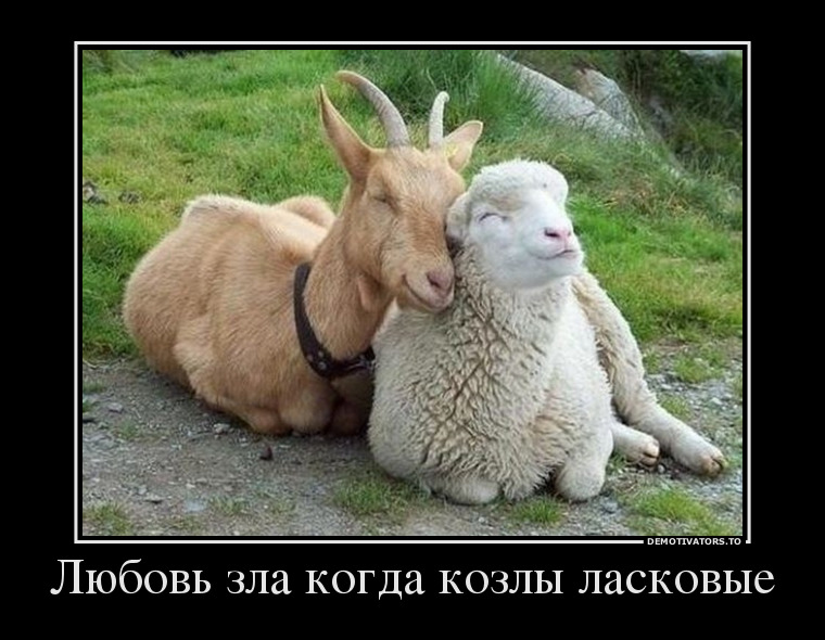 Любовь зла когда козлы ласковые демотиватор, юмор