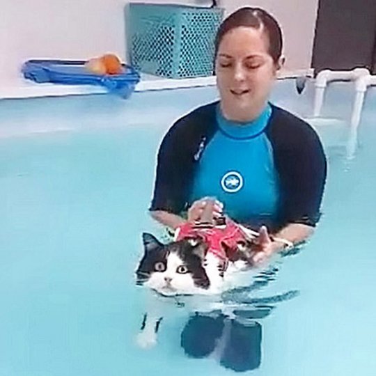 Видео: кошка занялась плаванием, чтобы сбросить вес